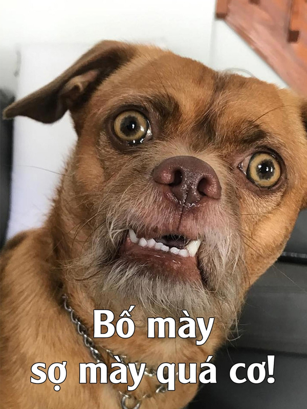 Meme khịa bằng động vật đáng yêu