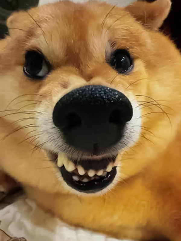 Meme khịa bằng động vật đáng yêu