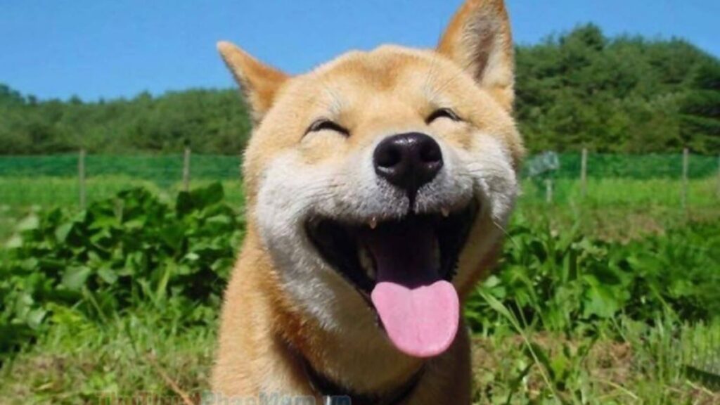Meme khoái hài hước khiến bạn cười không ngớt