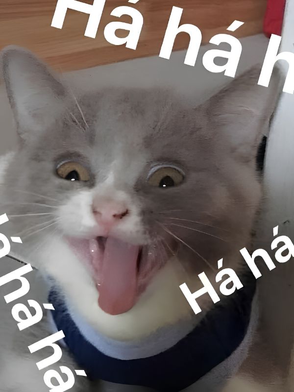Meme khoái hài hước khiến bạn cười không ngớt