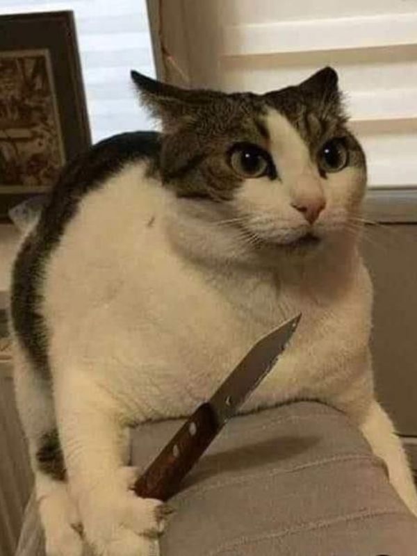 Meme mèo cầm dao cực lầy gây sốt cộng động mạng