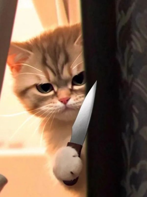 Meme mèo cầm dao cực lầy gây sốt cộng động mạng