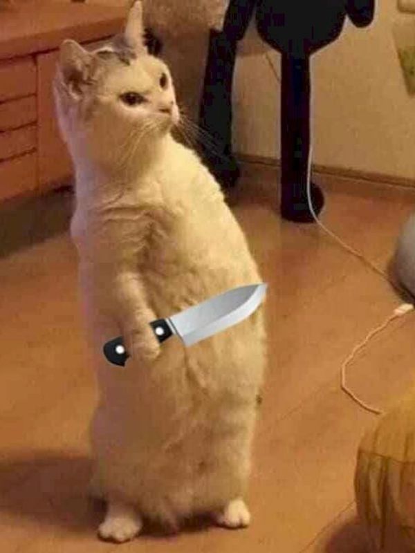Meme mèo cầm dao cực lầy gây sốt cộng động mạng
