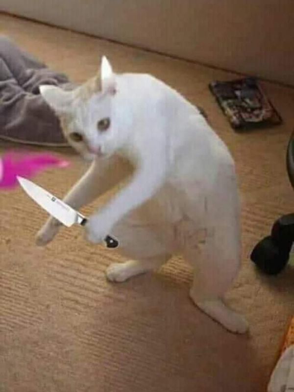 Meme mèo cầm dao cực lầy gây sốt cộng động mạng
