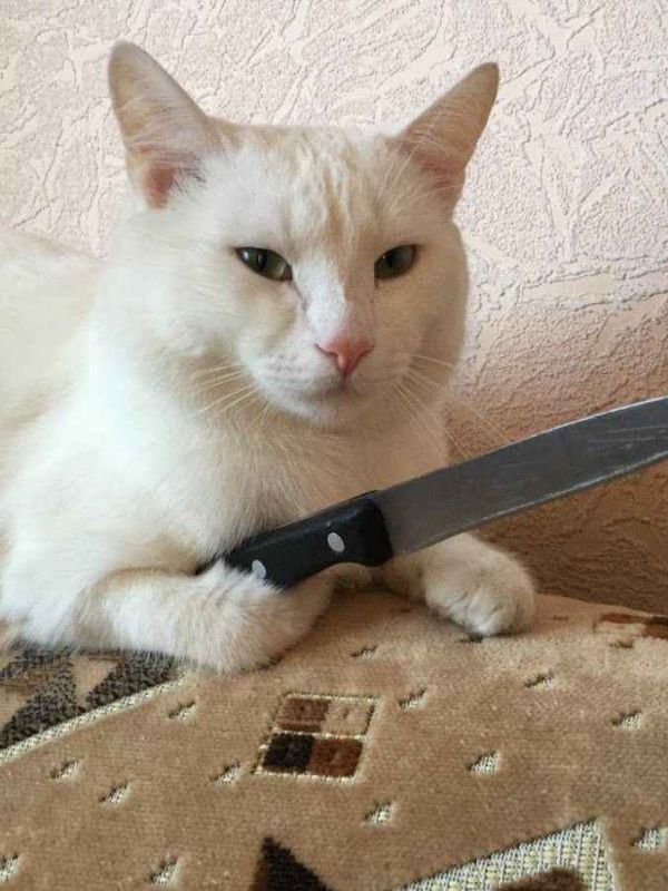 Meme mèo cầm dao cực lầy gây sốt cộng động mạng