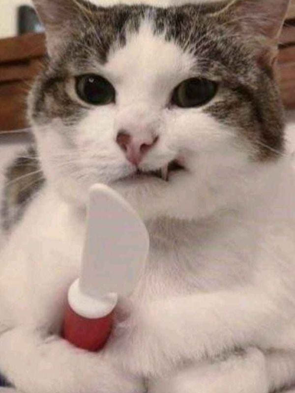 Meme mèo cầm dao cực lầy gây sốt cộng động mạng