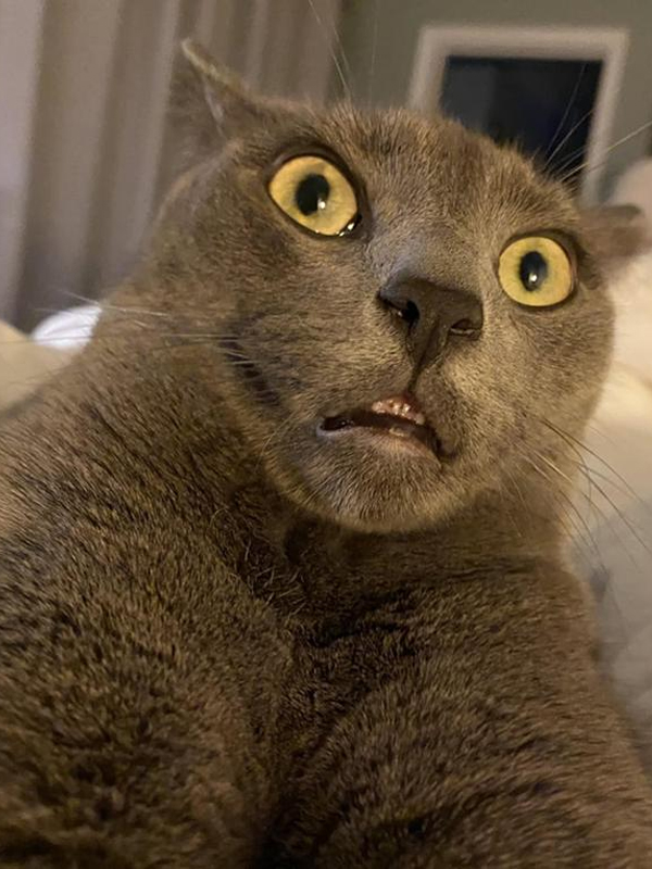 Meme ngạc nhiên của mèo siêu hài 