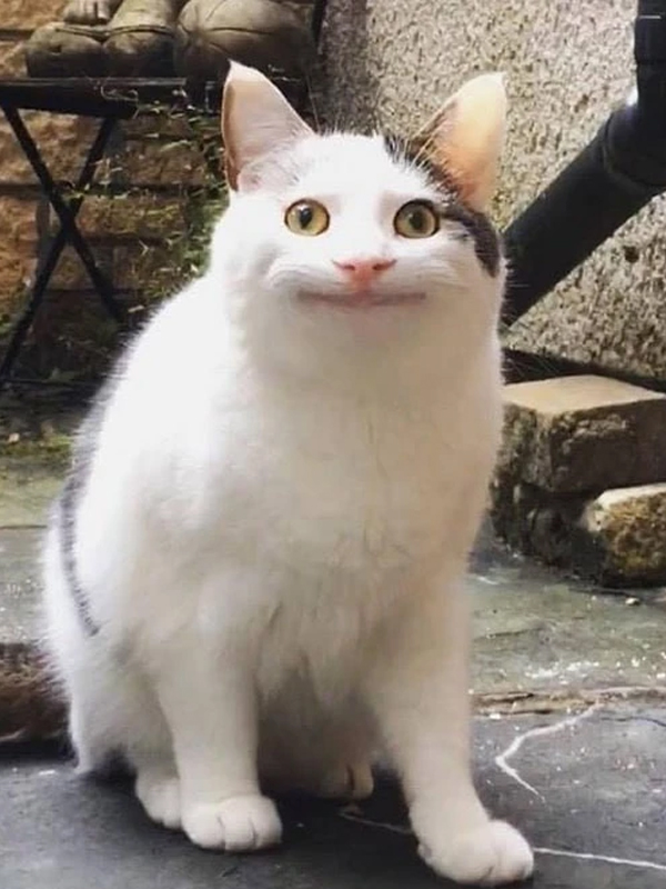 Meme ngạc nhiên của mèo siêu hài 