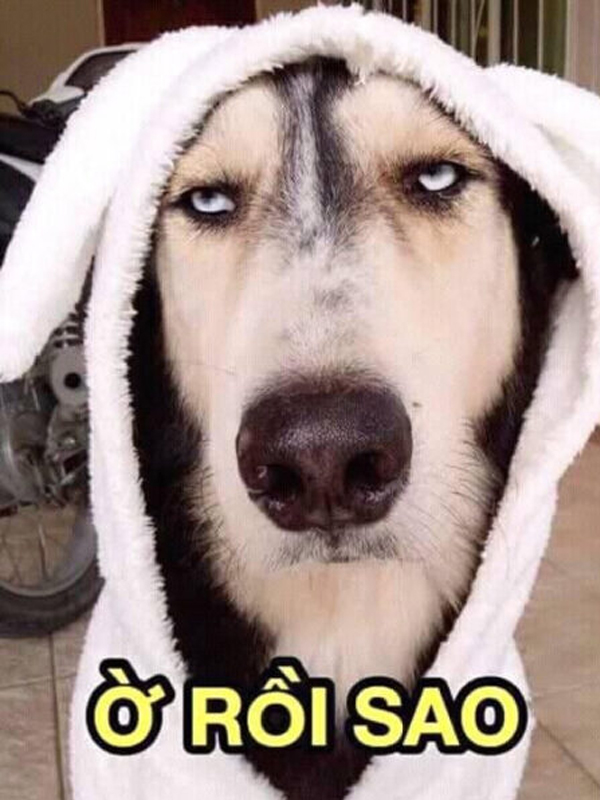Meme ngạc nhiên của chó cực đáng yêu