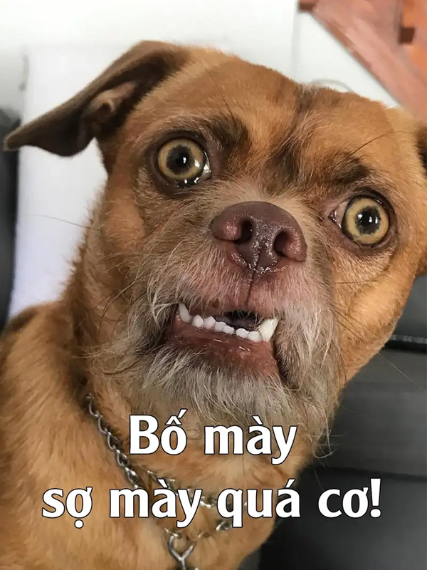 Meme ngạc nhiên của chó cực đáng yêu