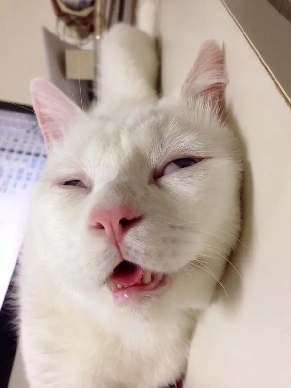 Meme ngủ hài hước giúp cuộc trò chuyện thêm thú vị