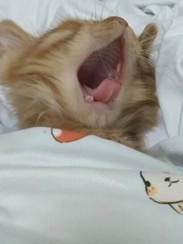 Meme ngủ hài hước giúp cuộc trò chuyện thêm thú vị