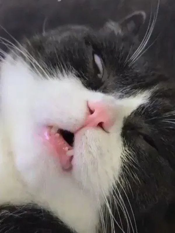 Meme ngủ hài hước giúp cuộc trò chuyện thêm thú vị