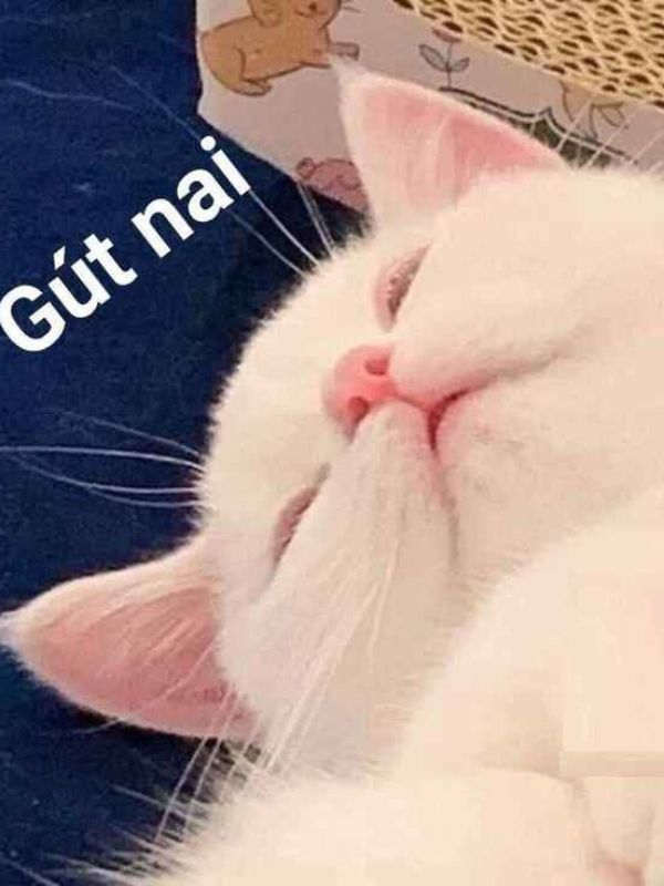 Meme ngủ hài hước giúp cuộc trò chuyện thêm thú vị