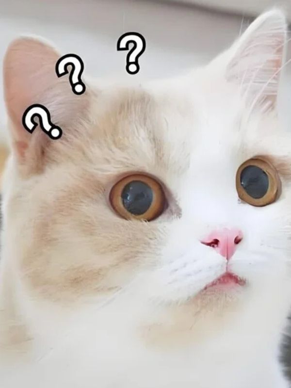 Meme suy nghĩ bá đạo, hài hước đang viral hiện nay