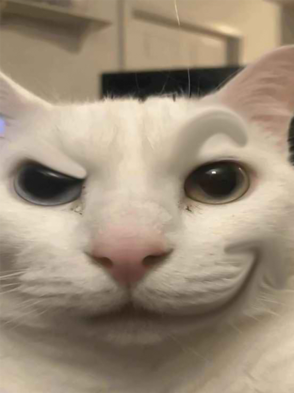 Avatar meme thiếu ngủ mèo và động vật đáng yêu