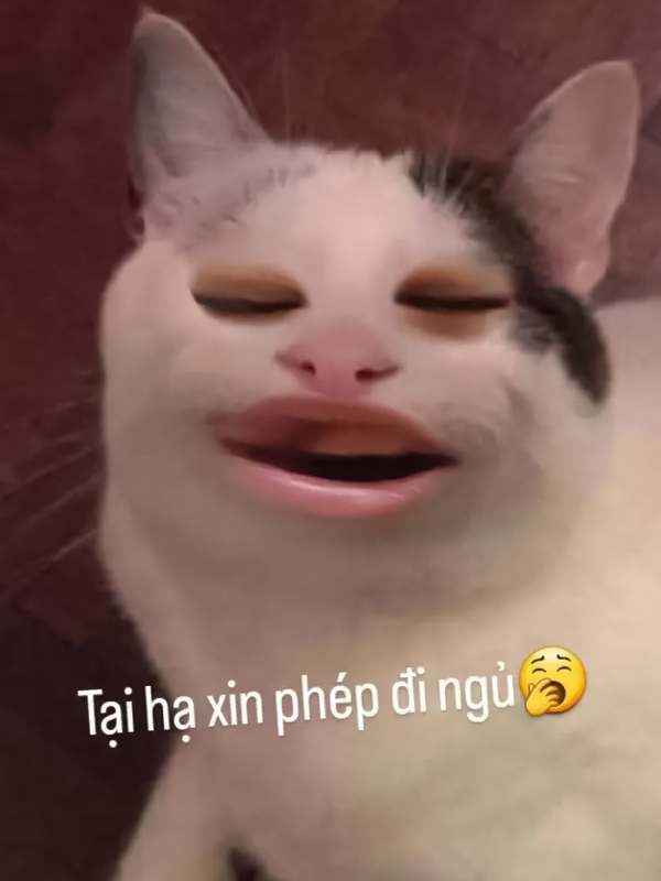 Avatar meme thiếu ngủ mèo và động vật đáng yêu