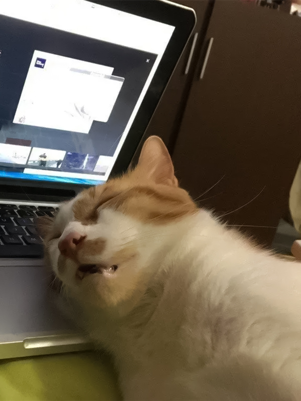 Avatar meme thiếu ngủ mèo và động vật đáng yêu