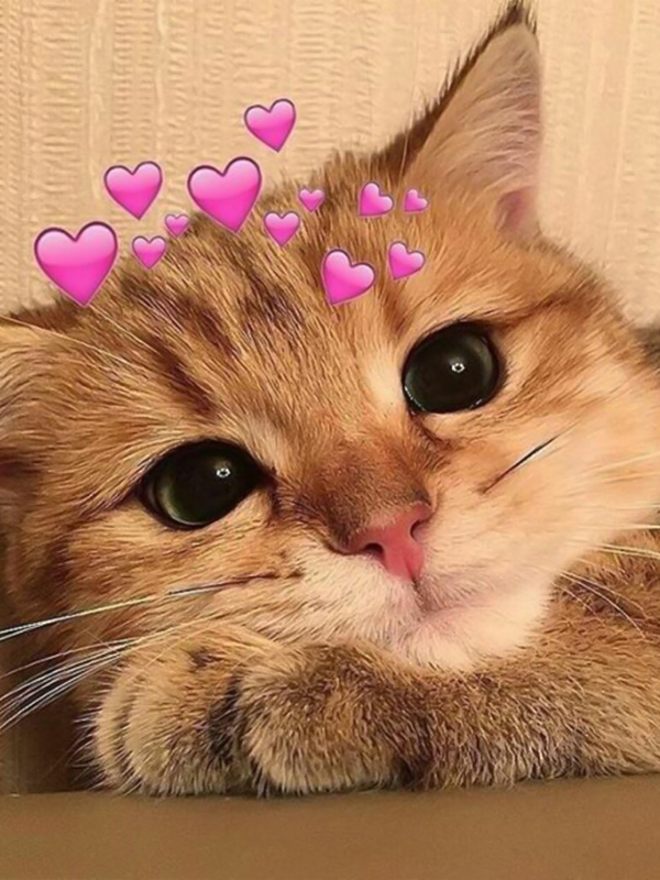 Avatar meme thiếu ngủ mèo và động vật đáng yêu